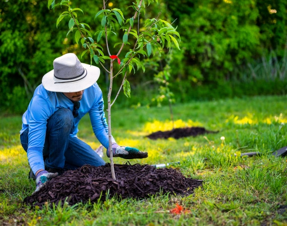 Mulching 1